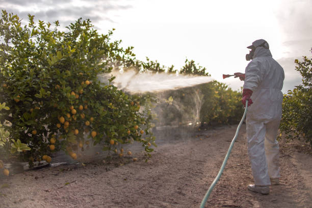 Spider Control Near Me in El Centro, CA